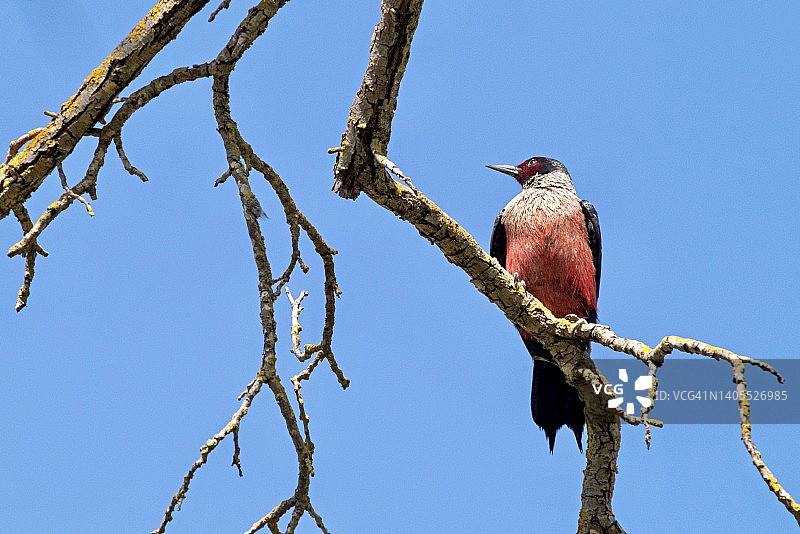 栖息在树枝上的刘易斯啄木鸟图片素材