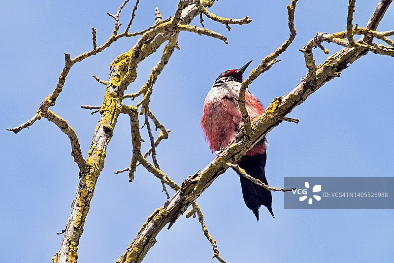 刘易斯啄木鸟栖息时蓬松羽毛图片素材