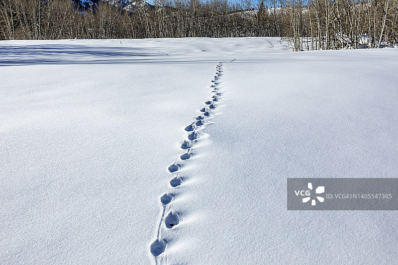 美国爱达荷州克丘姆雪地里的动物足迹图片素材