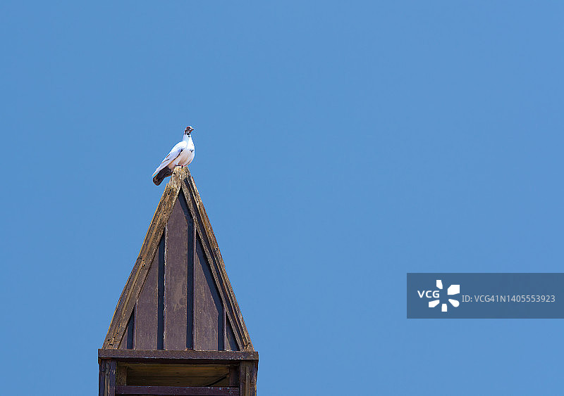 站在屋顶上的鸽子图片素材