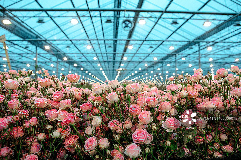 正在运营的玫瑰温室内部图片素材