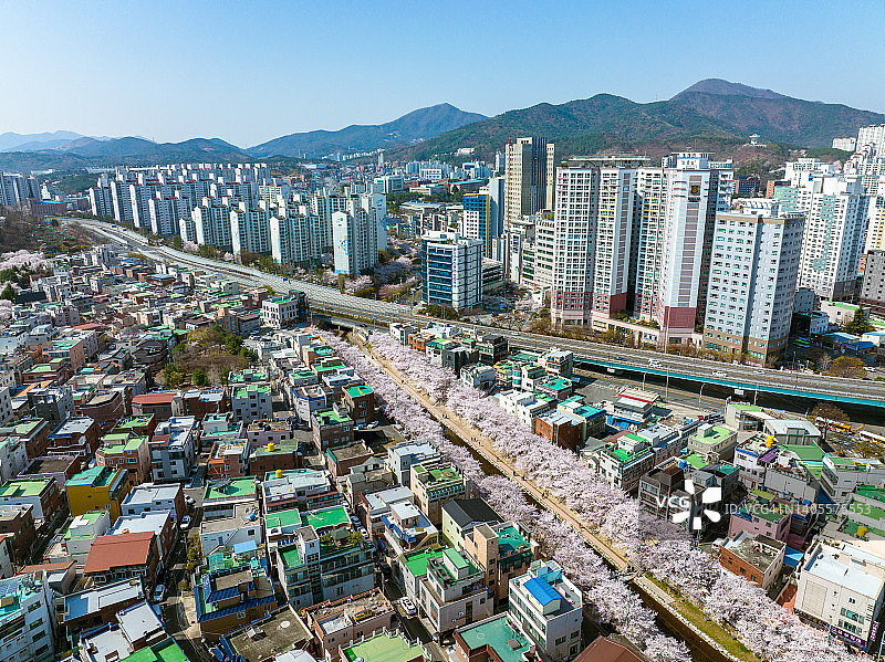 蔚山江边的春季花朵图片素材