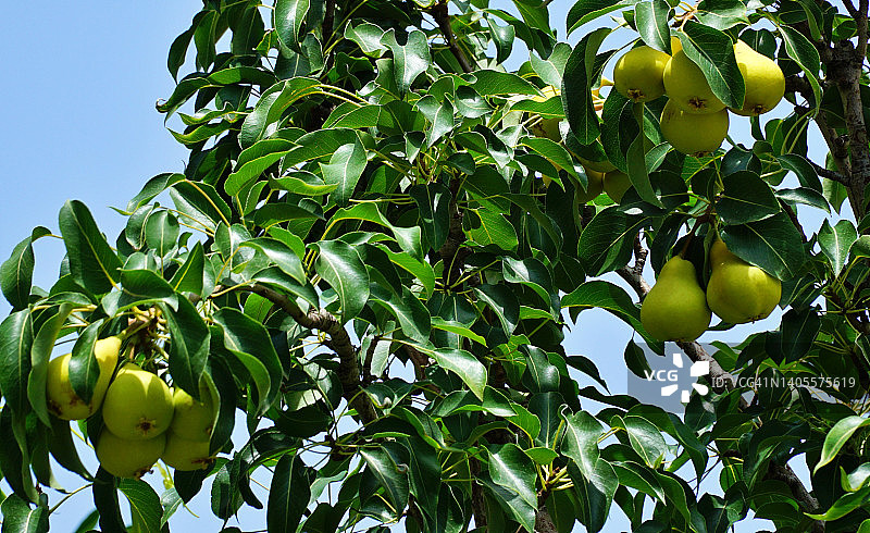 树上的梨图片素材