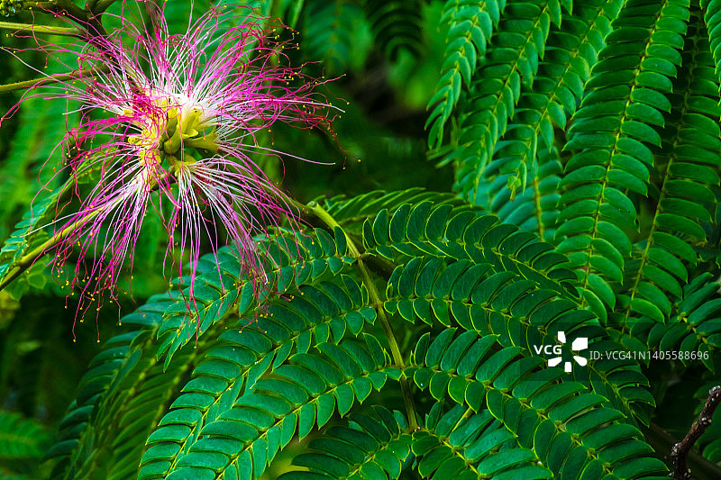 合欢（特写）图片素材