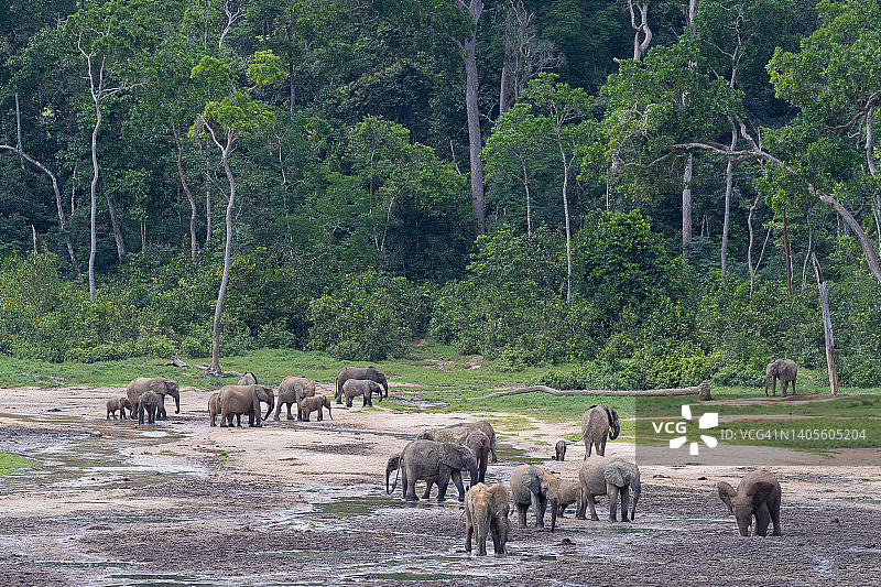 赞加拜的森林象群图片素材