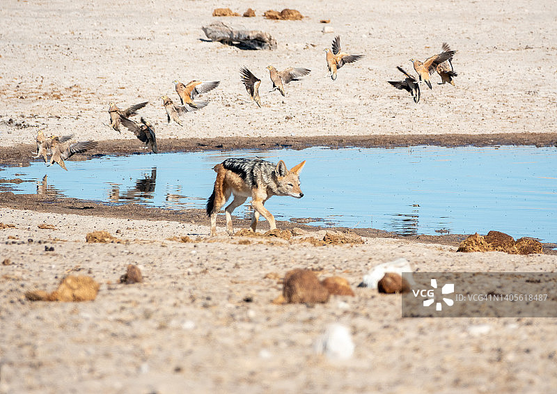 黑背胡狼和纳米比亚沙鸡，在纳米比亚埃托沙国家公园图片素材