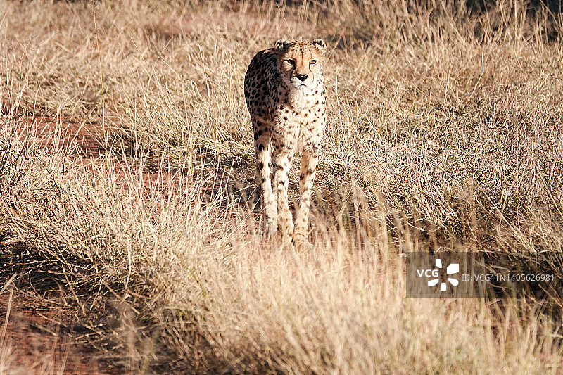 纳米比亚奥乔宗朱帕区奥奇瓦龙戈附近的非洲猎豹图片素材