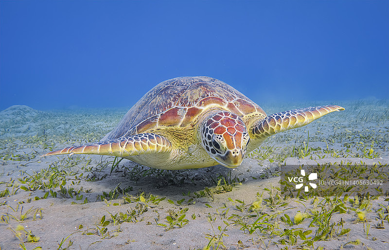 红海中啃食海草的绿海龟幼龟 - 埃及马尔萨阿拉姆图片素材