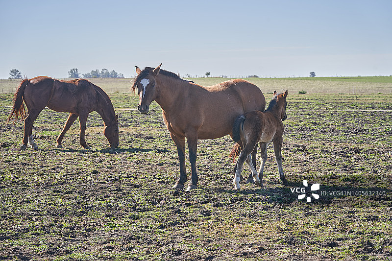 纯种马图片素材