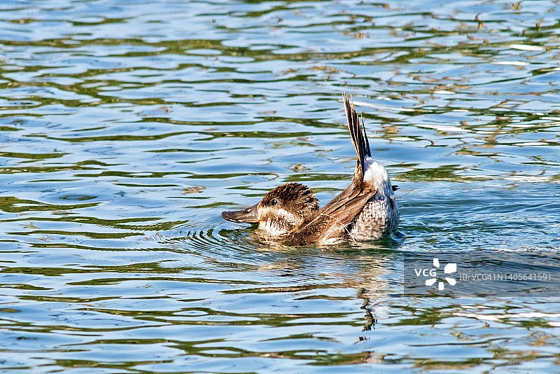 红鸭被渔线缠住图片素材