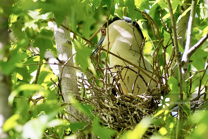 黑冠夜鹭筑巢特写图片素材