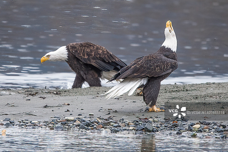 两只秃鹰寻找鲑鱼并呼唤其他鹰图片素材