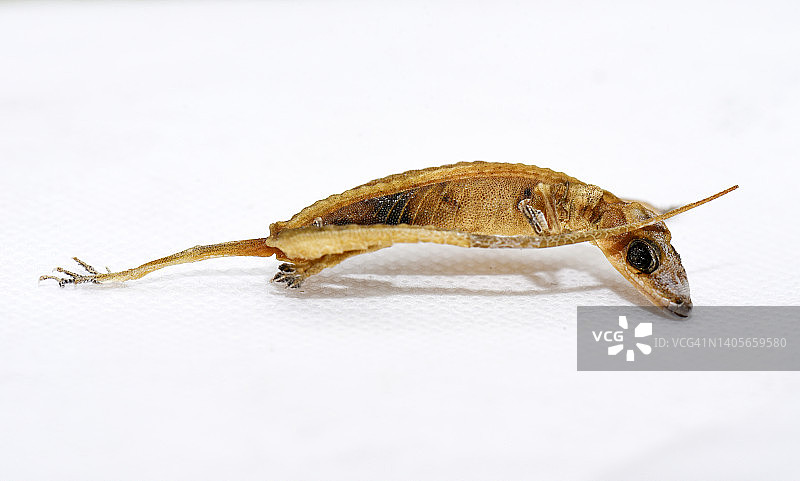 白色背景上的蜥蜴图片素材