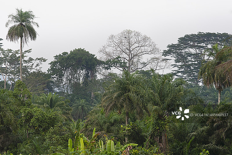 利比里亚茂盛的热带雨林景观图片素材