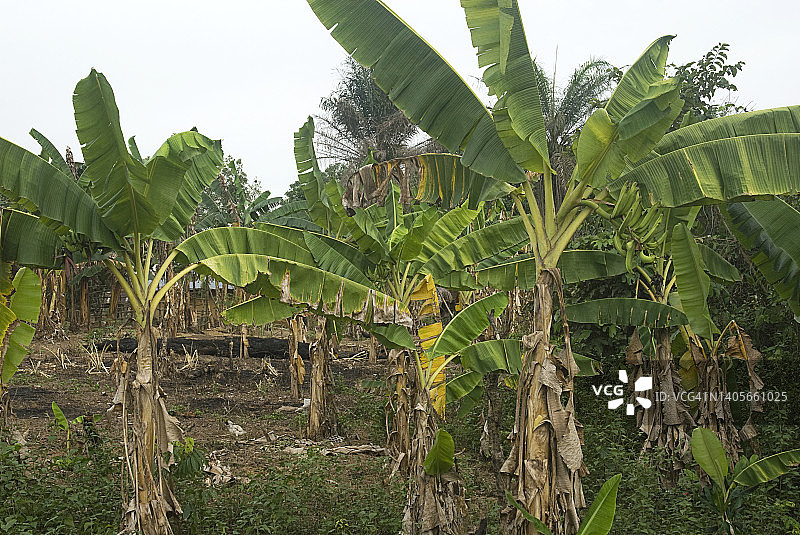 利比里亚的香蕉种植园风光图片素材