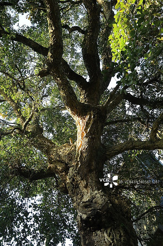 具有天然软木表面的橡树图片素材