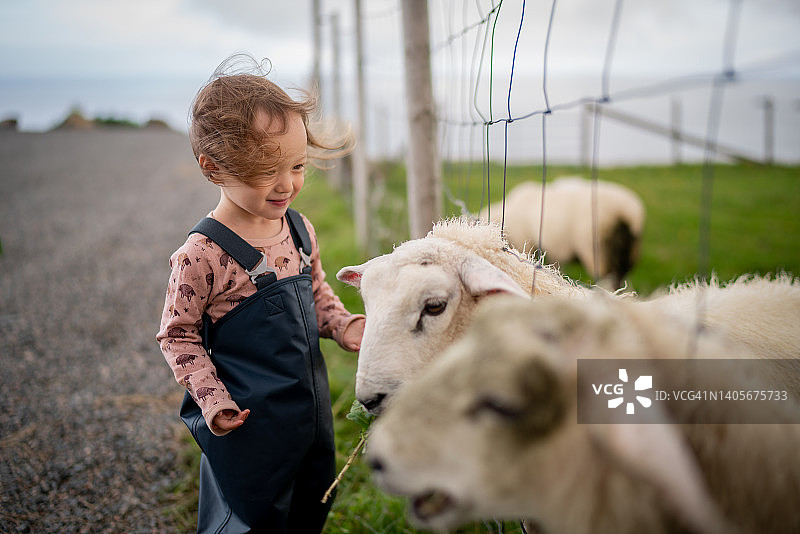 好奇的孩子喂一群羊图片素材