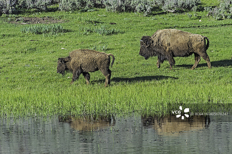 美洲野牛，是北美草原的动物。在黄石国家公园，怀俄明州。在水中行走，水中倒影。图片素材