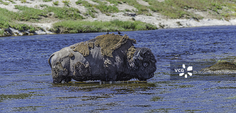 黄石国家公园内的美洲野牛过河图片素材
