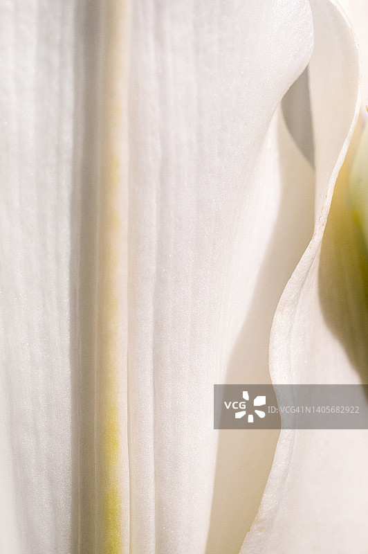 白色花瓣细节图片素材