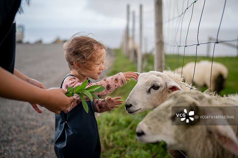 儿童在挪威桑德韦遇到绵羊图片素材