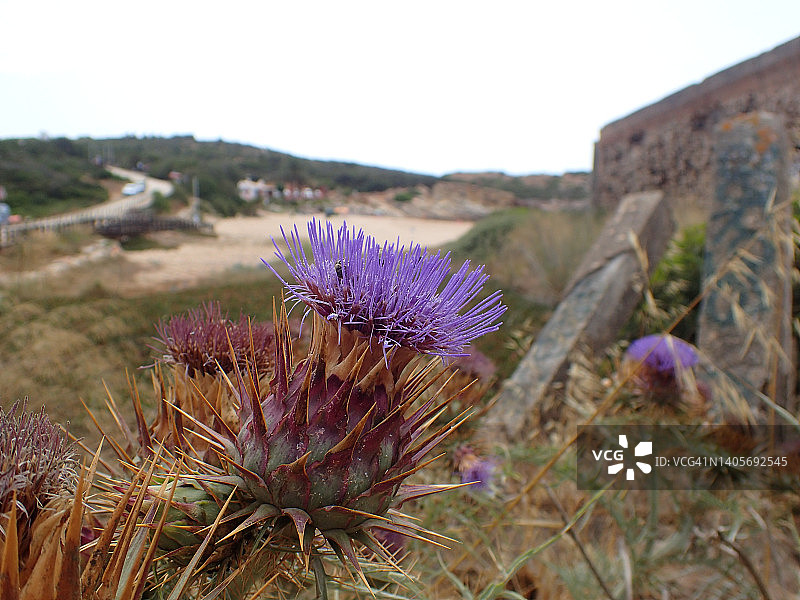 紫色蓟花：葡萄牙阿尔加维Ingrina海滩的野花图片素材