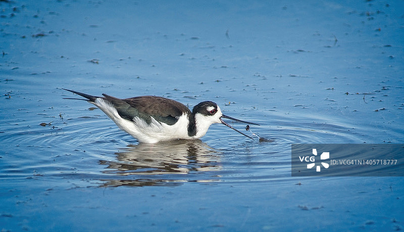 黑颈长脚鹬图片素材