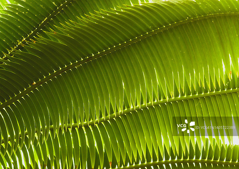 带有独特图案的扇形棕榈树叶图片素材