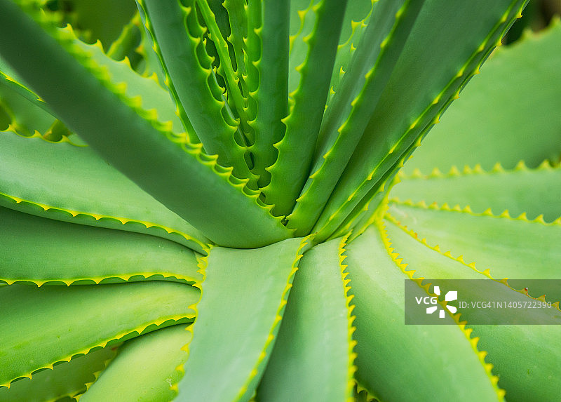 显示多刺叶子的鲜艳彩色芦荟图片素材