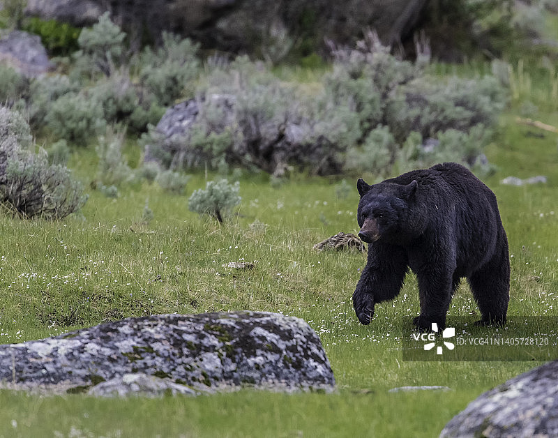 美洲黑熊（Ursus americanus）是北美洲本土的中型熊，在黄石国家公园被发现。 一只雄熊。图片素材
