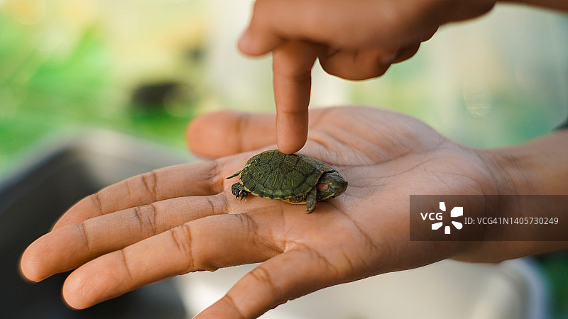 手掌上的小海龟图片素材