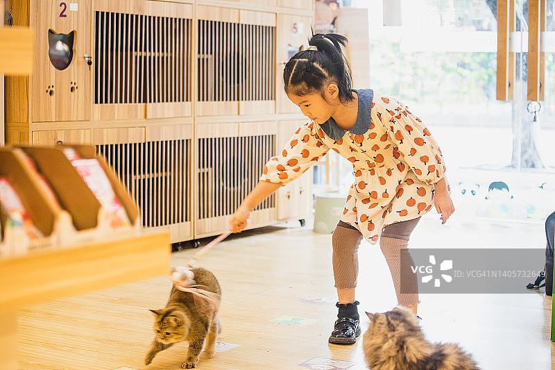 亚洲小孩在宠物店和猫玩耍图片素材