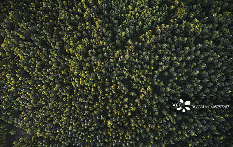 从正上方看到的茂密常绿森林图片素材