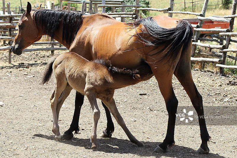 母马和小马驹图片素材