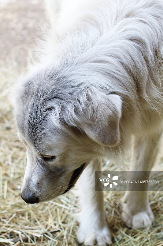 马雷马牧羊犬图片素材