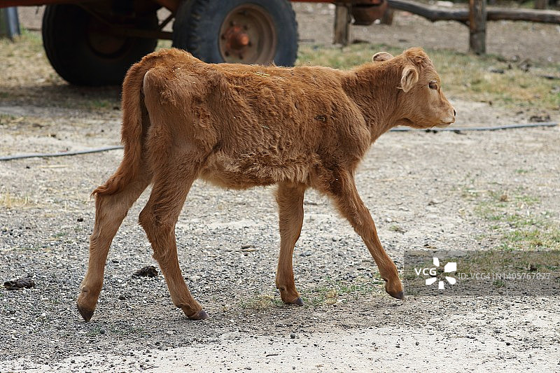 小牛走动图片素材