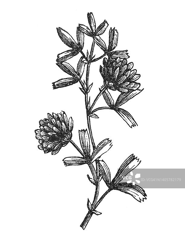 苜蓿，紫花苜蓿（Medicago sativa）的古老版画图片素材