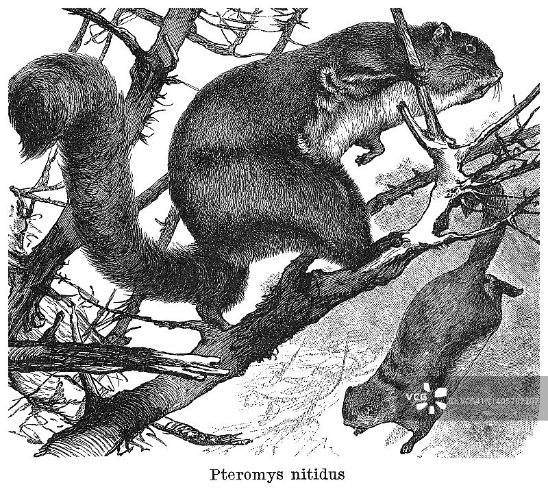 鼯鼠古董雕刻插图图片素材