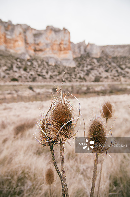里亚萨河岩壁上的干燥蓟图片素材