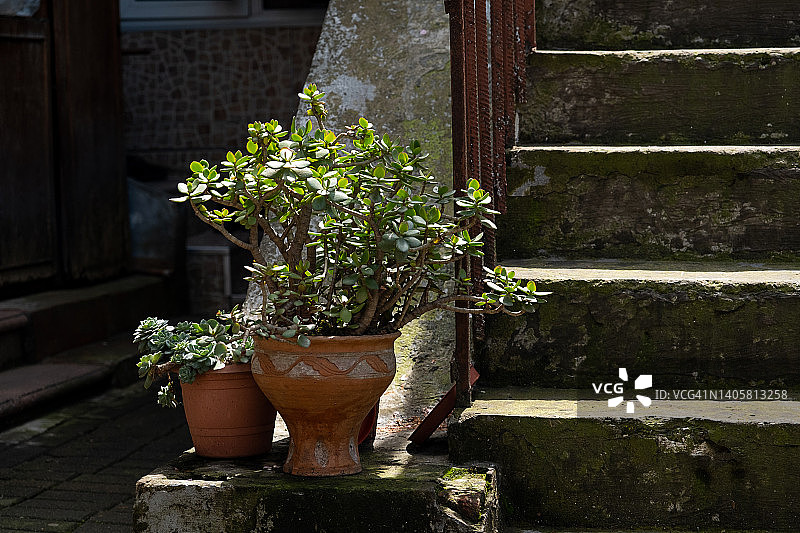 棕色花盆中的景天，立于覆盖苔藓的户外阶梯上，为椭圆形多肉盆栽图片素材
