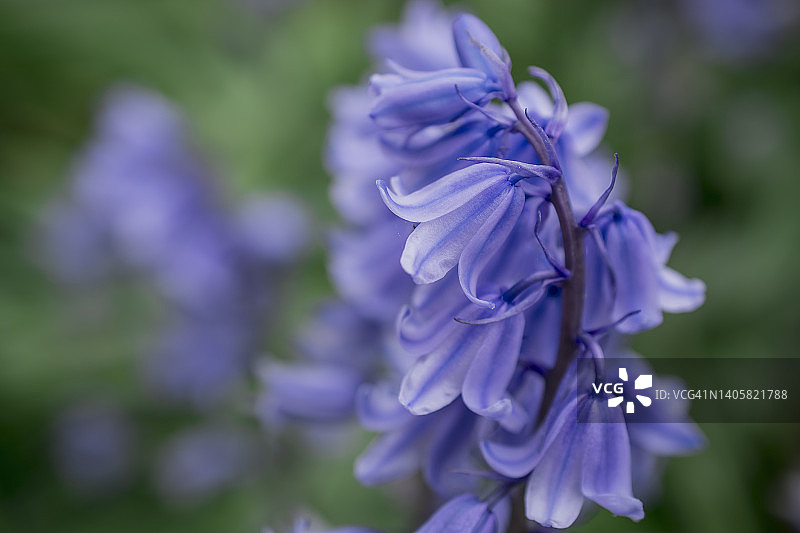 英国风信子(Hyacinthoides non-scripta)特写图片素材