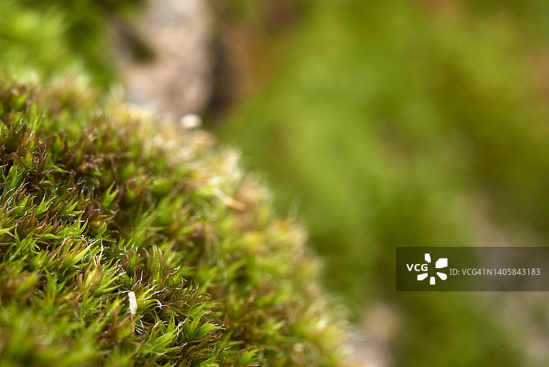 绿色苔藓草地图片素材