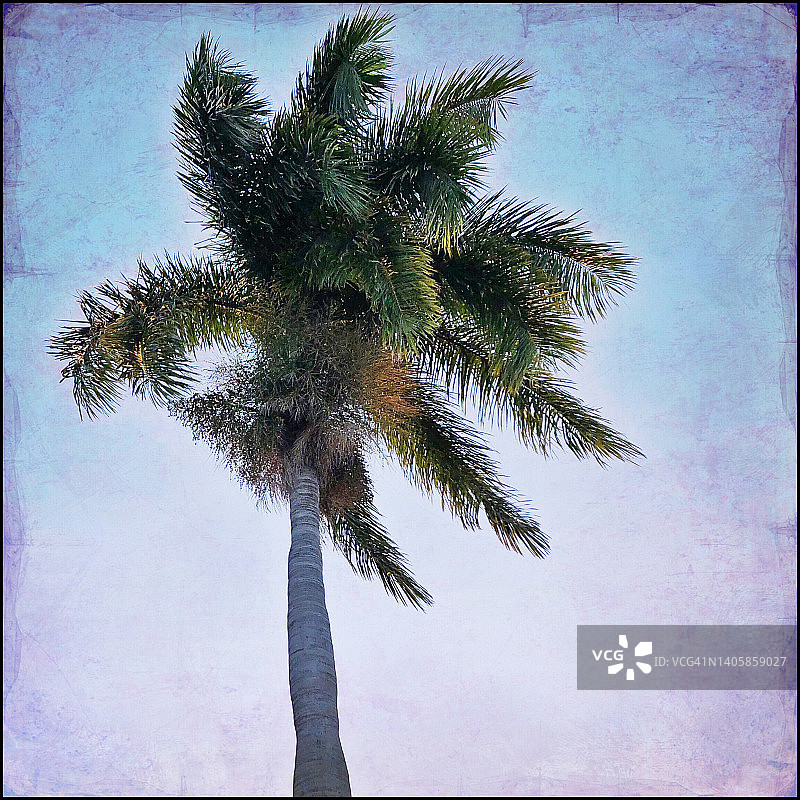 古巴棕榈树绘画效果图片素材