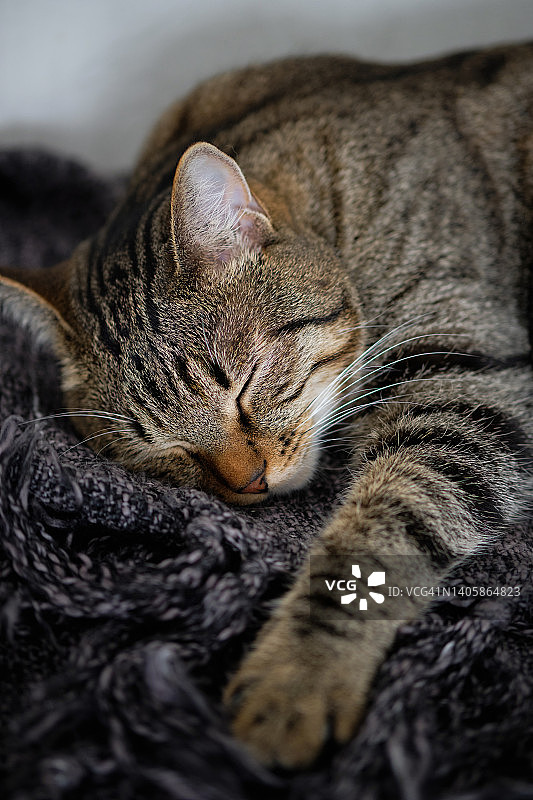 沉睡的条纹蓬松灰色小猫图片素材
