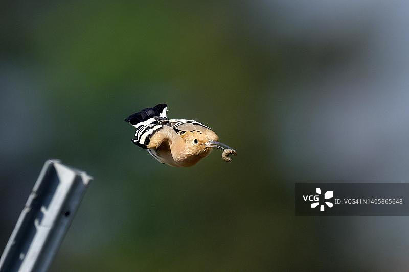 德国莱茵兰-普法尔茨州，飞翔觅食的戴胜图片素材