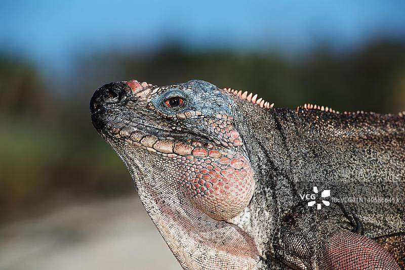 艾伦斯岛鬣蜥（Cyclura cychlura inornata）的头部特写，加勒比海，艾伦斯岛，埃克苏马，巴哈马图片素材