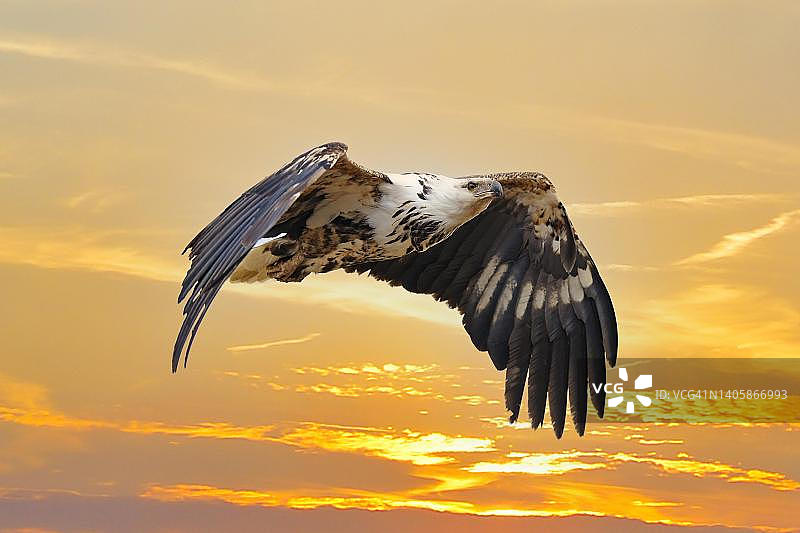 马赛马拉日落时分飞行的非洲海雕图片素材