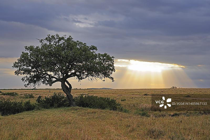 肯尼亚马赛马拉，雷雨天空下的吊灯树图片素材