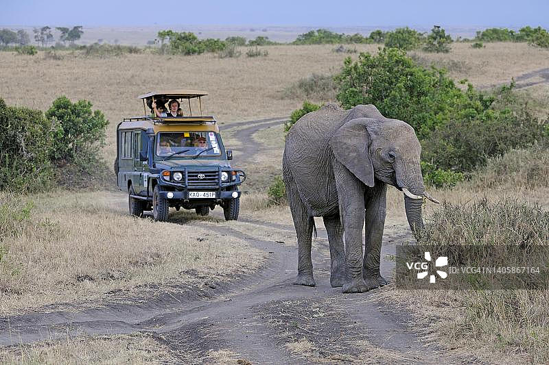 非洲象，年长的雌性，在马赛马拉的背景中有游客图片素材