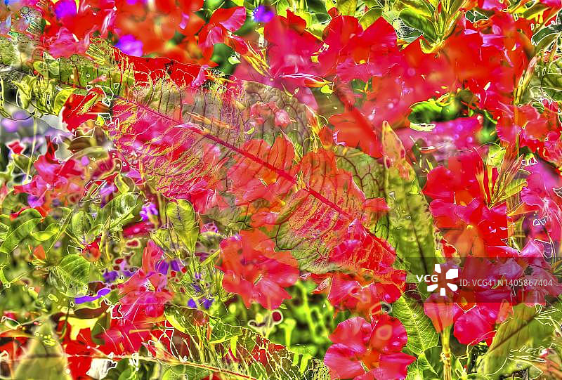 创意艺术花卉图案设计（德国）图片素材